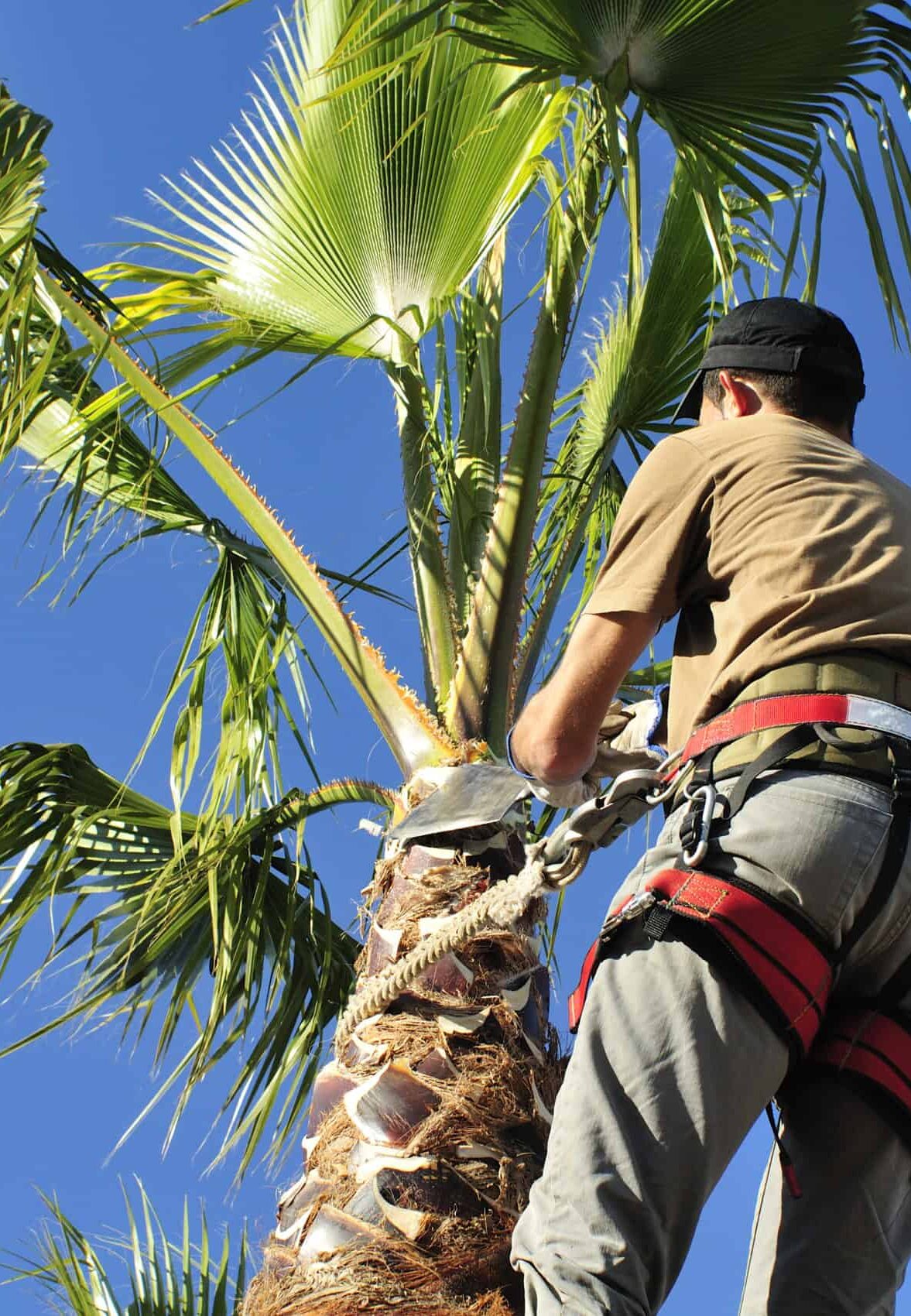 Consulting Arborist